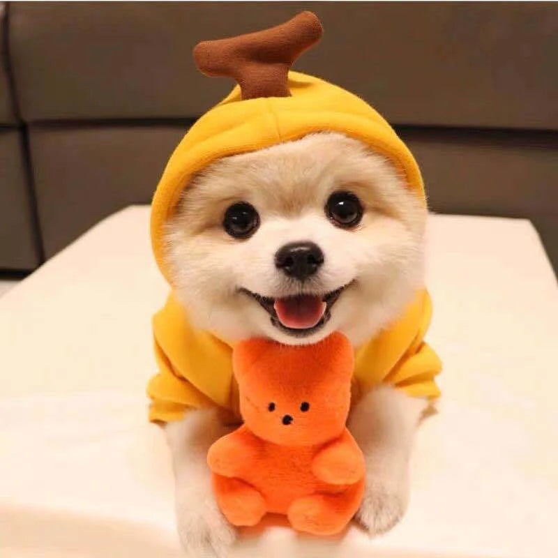 AUSLITH PupHood Warm Dog Hoodie for Small Dogs & Puppies